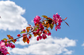 A branch of cherry tree with pink flowers blooms in the garden against blue sky background.