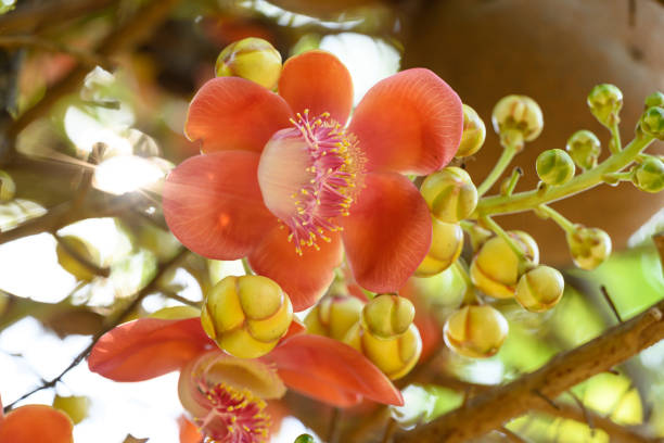 Orange Cannonball tree flower blooming in summer season