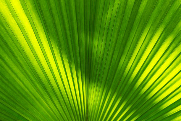 istock Green palm leaf with sunlight shade, Nature texture pattern background, tropical plant 2147707274