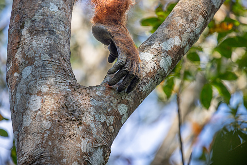 A rare proboscis monkey in the mangrove, Kota Kinabalu