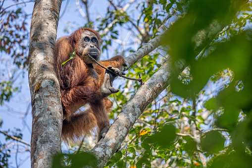 Sumatra orangutan, Pongo abelii resting in a high tree in the jungle in the Mount Leuser National Park close to Bukit Lawang in the northern part of Sumatra