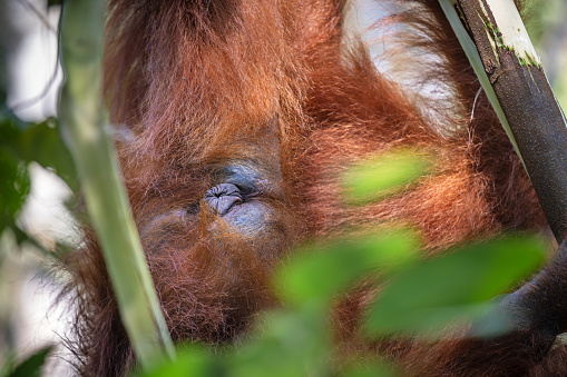 Juvenile Sumatra orangutan, Pongo abelii in front of its mother in the jungle in the Mount Leuser National Park close to Bukit Lawang in the northern part of Sumatra