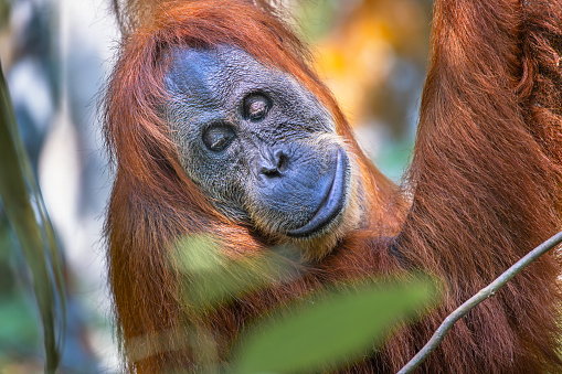 Portrait of Sumatra orangutan, Pongo abelii with closed eyes in a tree in the jungle in the Mount Leuser National Park close to Bukit Lawang in the northern part of Sumatra