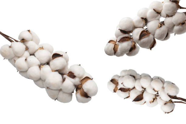 istock Cotton flower branch isolated on white background. 2147708464