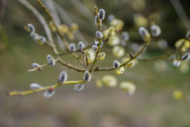istock Woman is cutting willow branches on early spring 2147708626