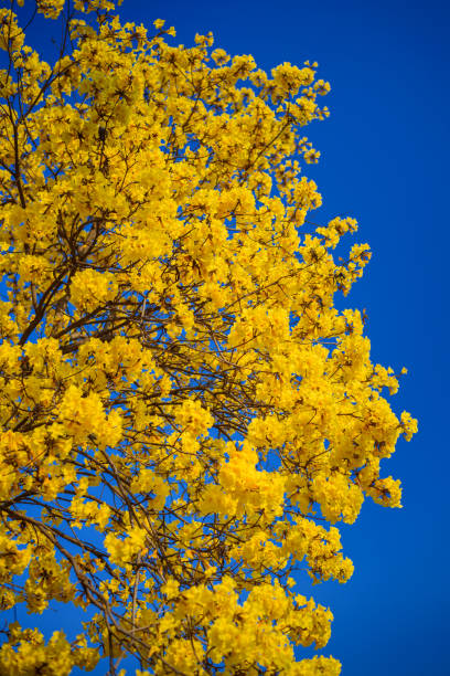 istock blooming Yellow Trumpet tree againts blue sky 2147709120