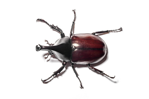 Rhinoceros Stag Beetle isolated on white background.