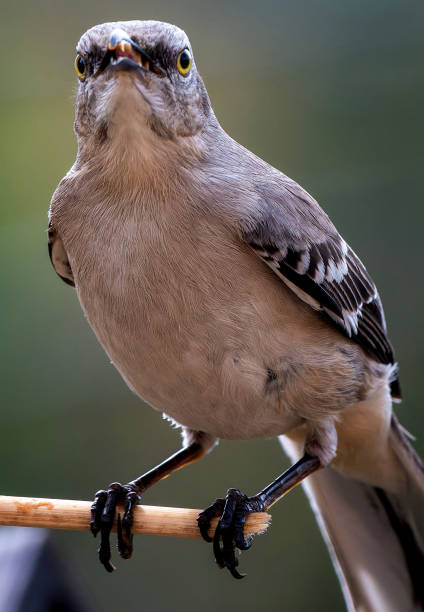 istock A Northern Mockingbird on the peanut Butter bird feeder 2147709905