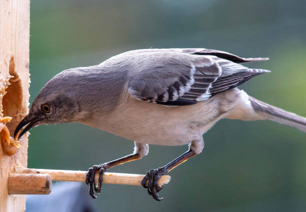 istock A Northern Mockingbird on the peanut Butter bird feeder 2147709919