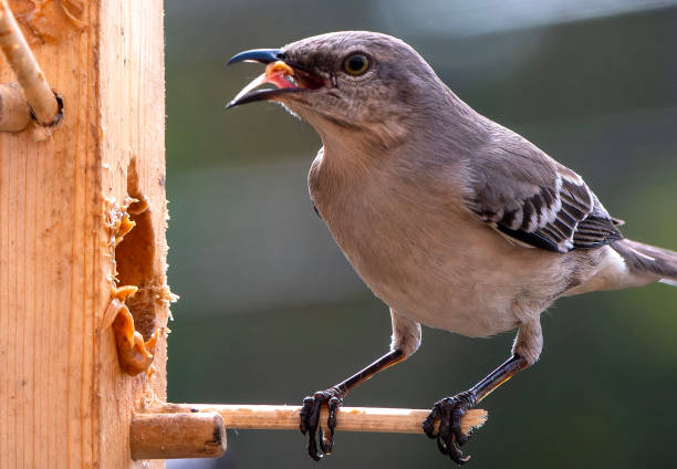 istock A Northern Mockingbird on the peanut Butter bird feeder 2147709921