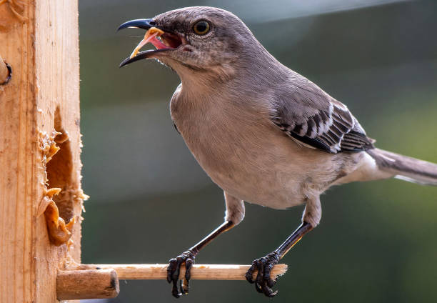 istock A Northern Mockingbird on the peanut Butter bird feeder 2147709929