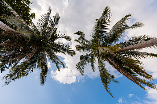 Coconut palms against the blue sky in the rays of the bright sun. Travel and vacation concept