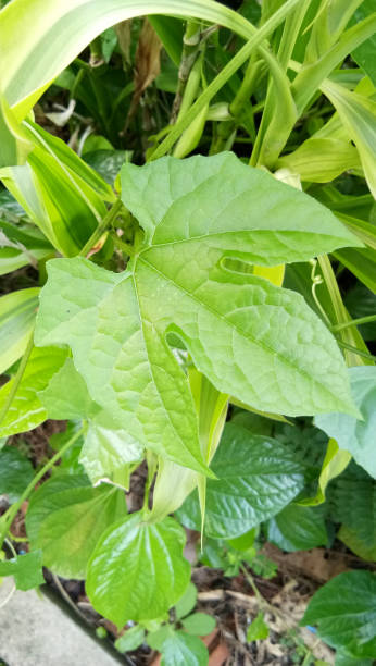 istock beatiful plant part under the sunlight 2147711108