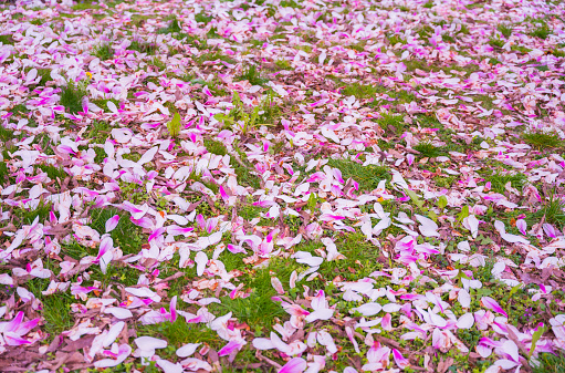 Fallen pink petals from a magnolia tree at spring. High quality photo
