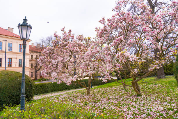 istock Magnolia tree in Prague wallpaper 2147711230