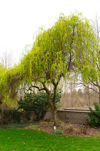 Clipped curly willow in April. Prague. Vertical slide. High quality photo