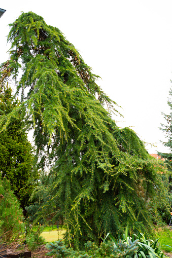 Bent cedar tree. Vertical slide. High quality photo