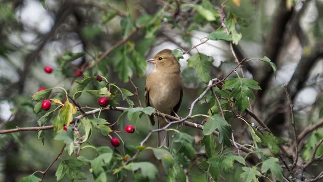 The chaffinch bird on a branch in autumn, Fringilla coelebs