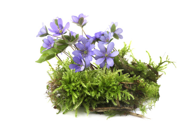 istock First spring flowers Anemone hepatica on moss isolated on white background. 2147711547