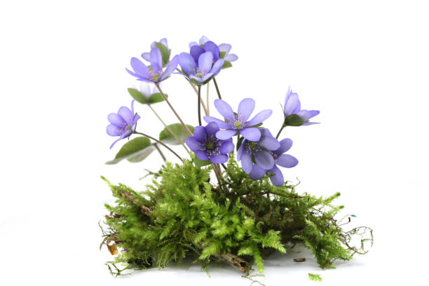 istock First spring flowers Anemone hepatica on moss isolated on white background. 2147711553