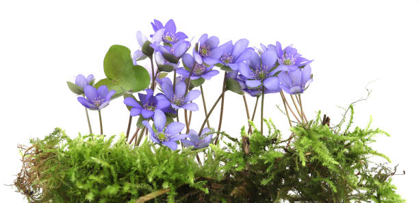 istock First spring flowers Anemone hepatica on moss isolated on white background. 2147711563