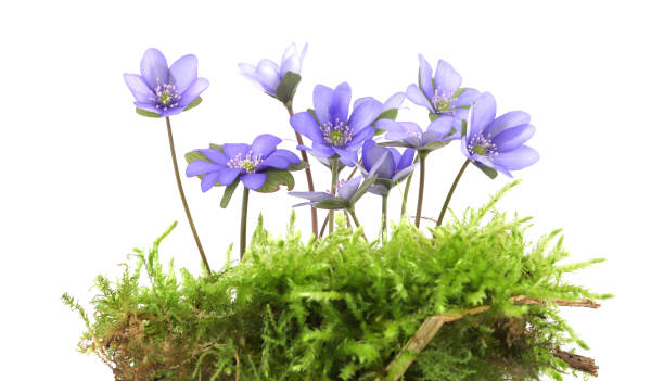 istock First spring flowers Anemone hepatica on moss isolated on white background. 2147711571