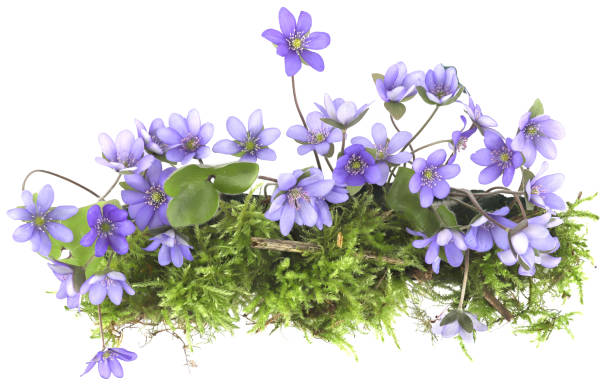 istock First spring flowers Anemone hepatica on moss isolated on white background. 2147711603