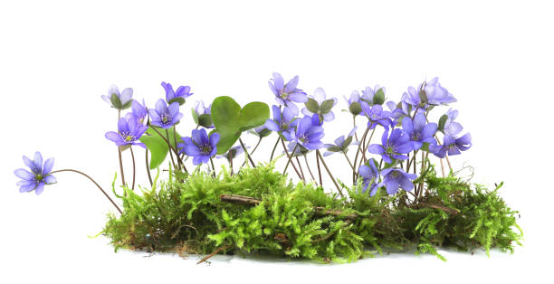 istock First spring flowers Anemone hepatica on moss isolated on white background. 2147711613