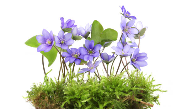 istock First spring flowers Anemone hepatica on moss isolated on white background. 2147711624