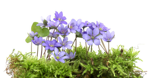 istock First spring flowers Anemone hepatica on moss isolated on white background. 2147711643