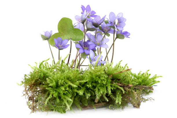 istock First spring flowers Anemone hepatica on moss isolated on white background. 2147711651