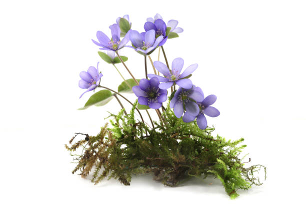 istock First spring flowers Anemone hepatica on moss isolated on white background. 2147711666