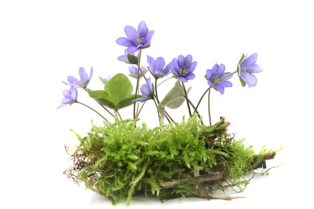 istock First spring flowers Anemone hepatica on moss isolated on white background. 2147711675