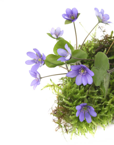 istock First spring flowers Anemone hepatica on moss isolated on white background. 2147711679
