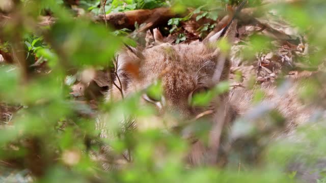 a young lynx in a forest 4k 25fps video