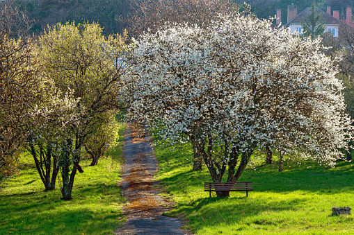 path leading through a garden with flourishing trees at sunshine in spring in the small village of Bad Vöslau, Austria