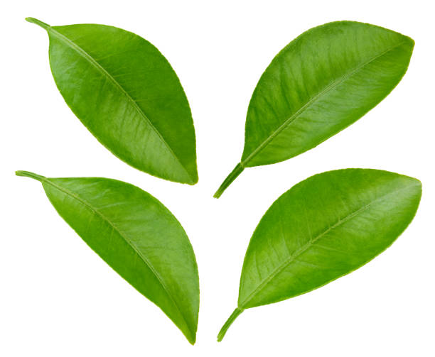 istock Green leaves isolated on white 2147712573