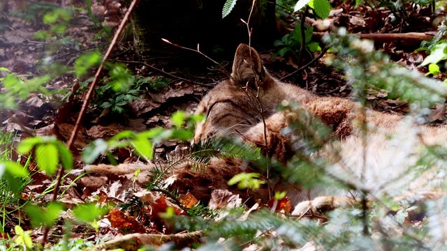 a young lynx in a forest 4k 30fps video