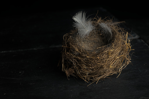 composition with bird nest, eggs and feather