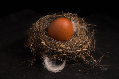 composition with bird nest, eggs and feather