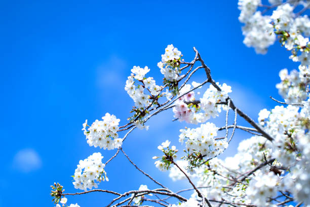 Vivid spring blossoms of a tree, creating a striking contrast against the clear blue sky. Photographed in Denmark, showcasing the fresh beauty of early summer and the vibrant charm of nature.