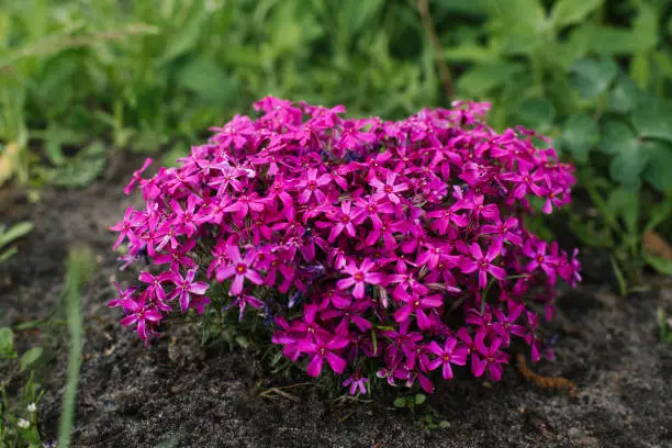 Photo of Bright pink styloid phlox blooms in the garden in spring