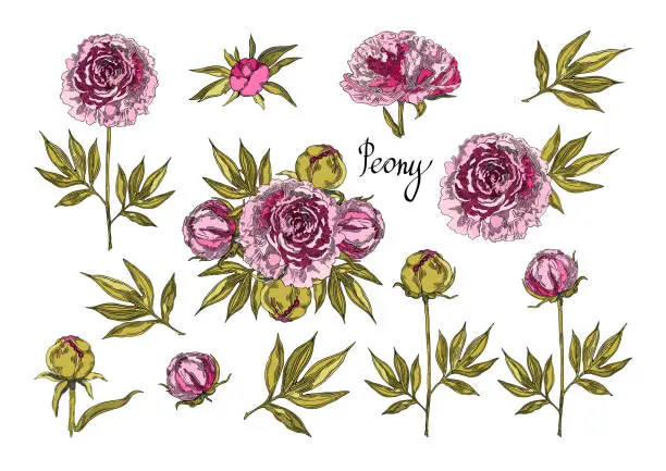 Vector illustration of Set of pink peony flowers, buds, leaves and bouquet. Floral design for brochure cover, postcards, banner and background design template. Vector illustrationon.