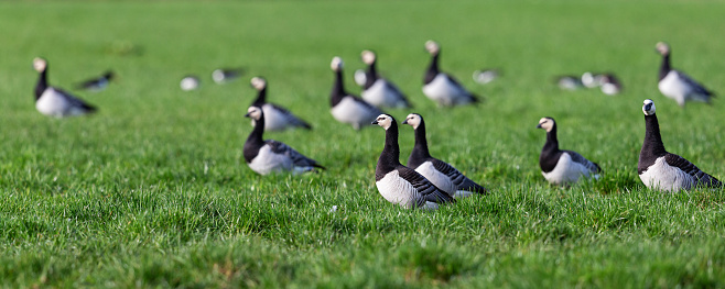 Springtime morning side view close-up of a group of Canada geese (Branta Canadensis) standing in a meadow, all in the same direction, with shallow DOF