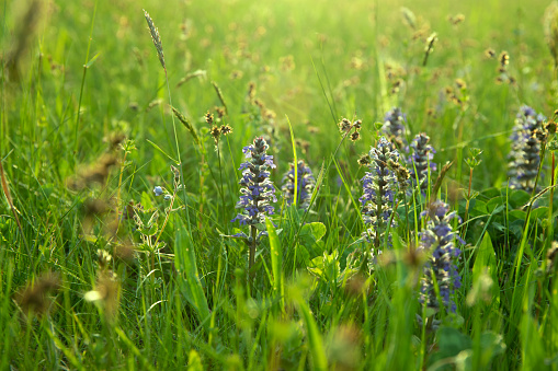 Smooth focus blury image of beautiful meadow in spring. Purple and violet flowers in green grass with sunrise at dawn