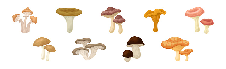 Edible Mushroom with Cap and Stem as Forest Plant Vector Set. Seasonal Food Harvest