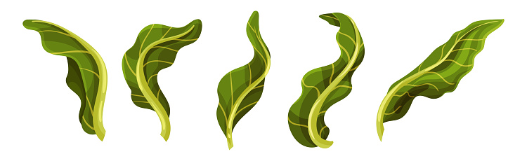 Romanesco Cabbage Species Bright Green Leaf Vector Set. Garden Crop Part and Element