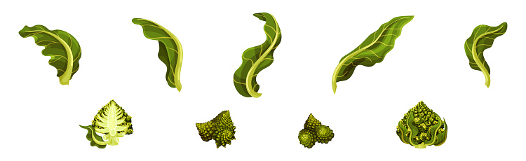 Romanesco Cabbage Species Bright Green Head Vector Set. Garden Crop Part and Element