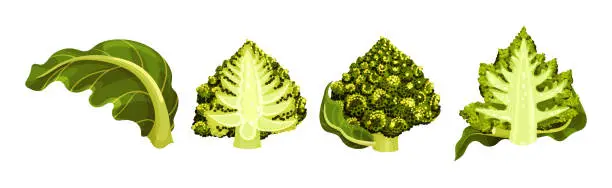 Vector illustration of Romanesco Cabbage Species Bright Green Leaf Vector Set