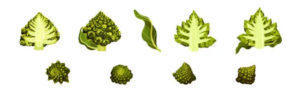 Vector illustration of Romanesco Cabbage Species Bright Green Leaf Vector Set